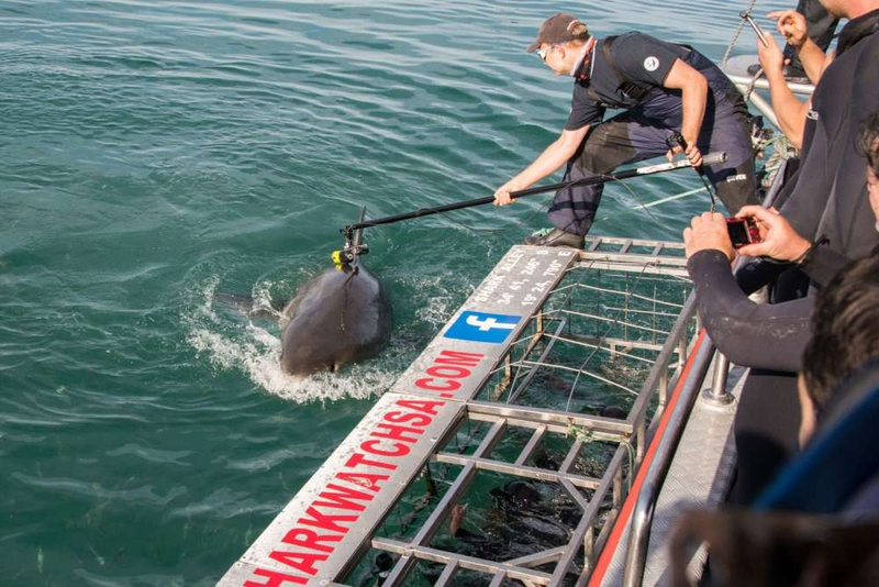 Illustration for article titled Una cámara sobre un tiburón blanco graba las primeras imágenes de este depredador de caza en las profundidades